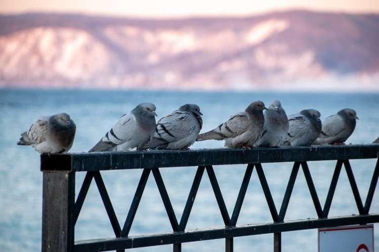 Ограждение на берегу Байкала