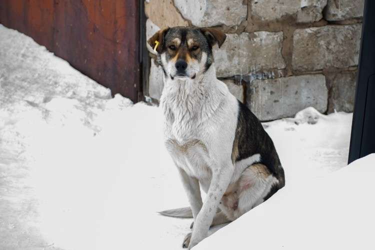 уличный пёс сидит на снегу у гаража