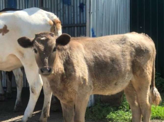 Корова и телёнок