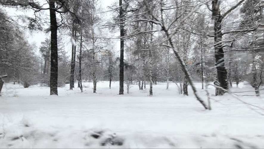 снег, деревья, ветер, зима