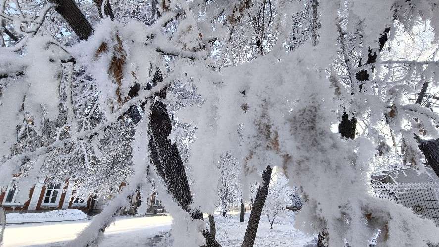 дерево в снегу
