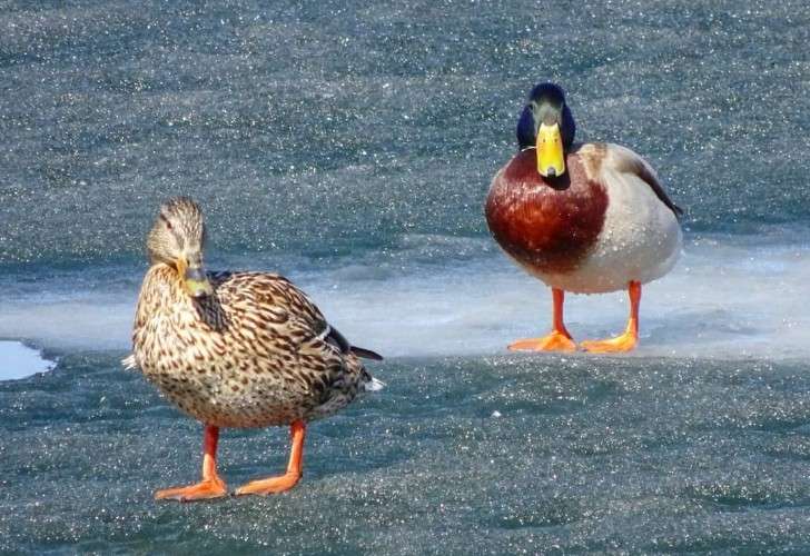 Утки на льду