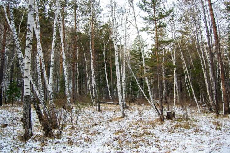 В Боханском районе задержали браконьера, добывшего самку изюбря