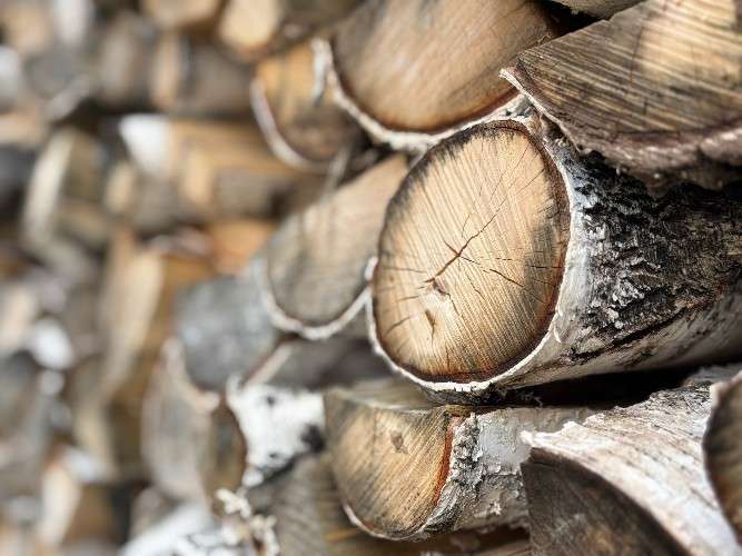 Жителям Приангарья выделили более 350 тыс. кубометров леса для личных нужд в 2025 году