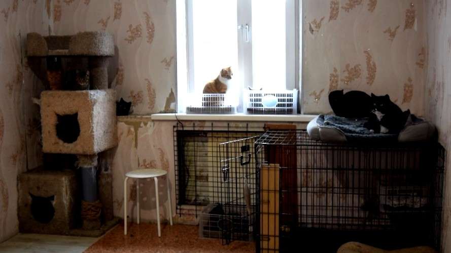 приют для животных