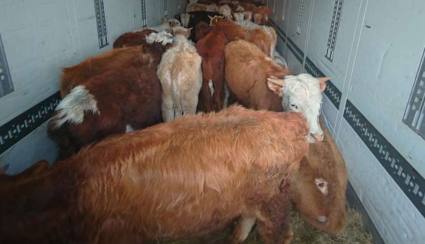 коровы, скот, КРС, животные