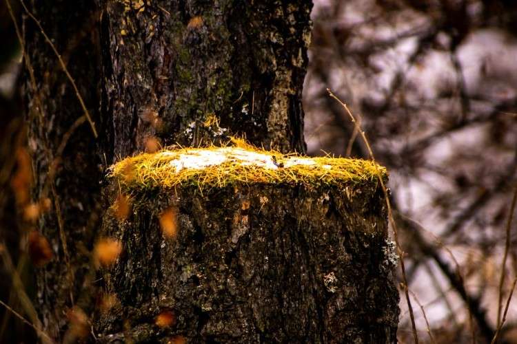 пень, спил, лес, дерево