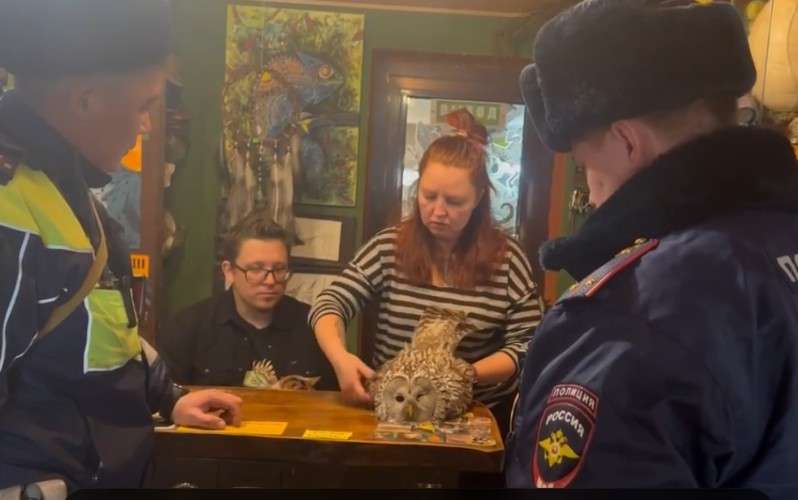 Ветеринар осматривает неясыть