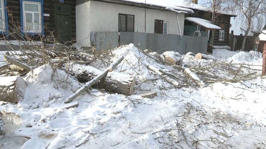 Спиленные деревья