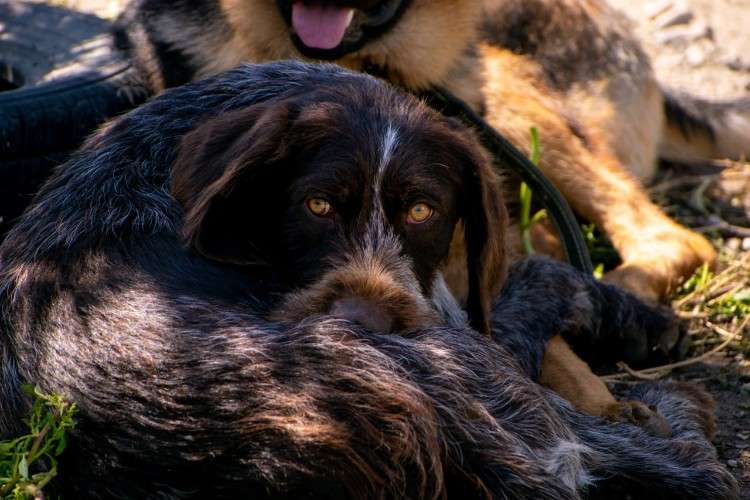 собака, пёс, животное