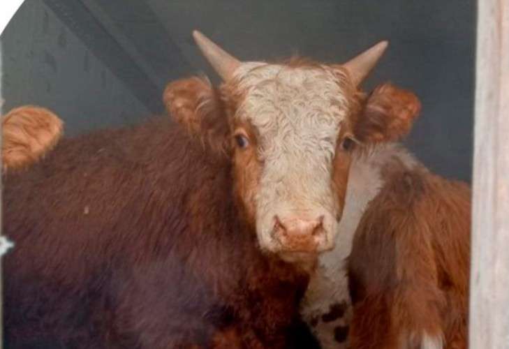 Телята в грузовике