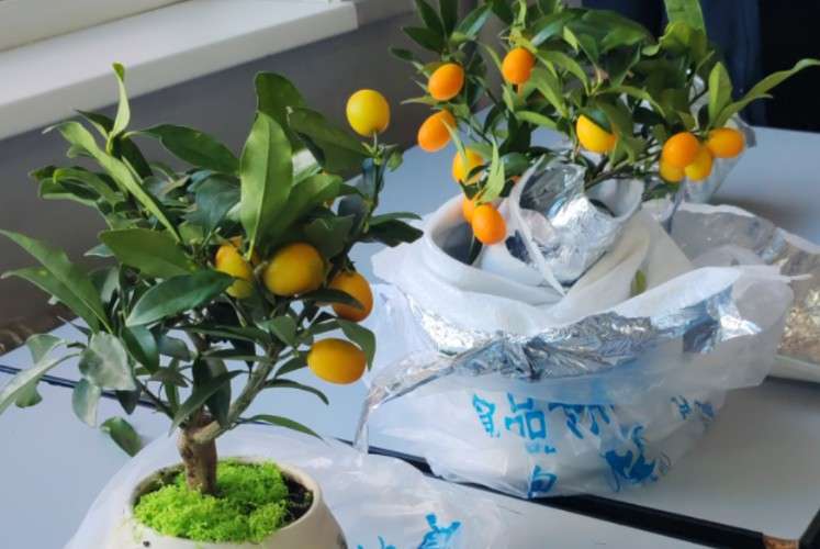 Изъятые кумкваты