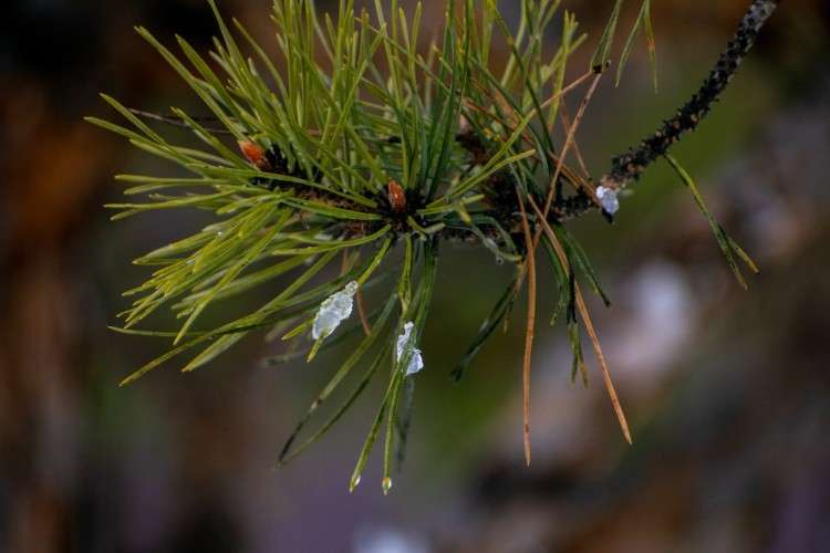 Циклон принесёт в Приангарье резкое потепление к выходным