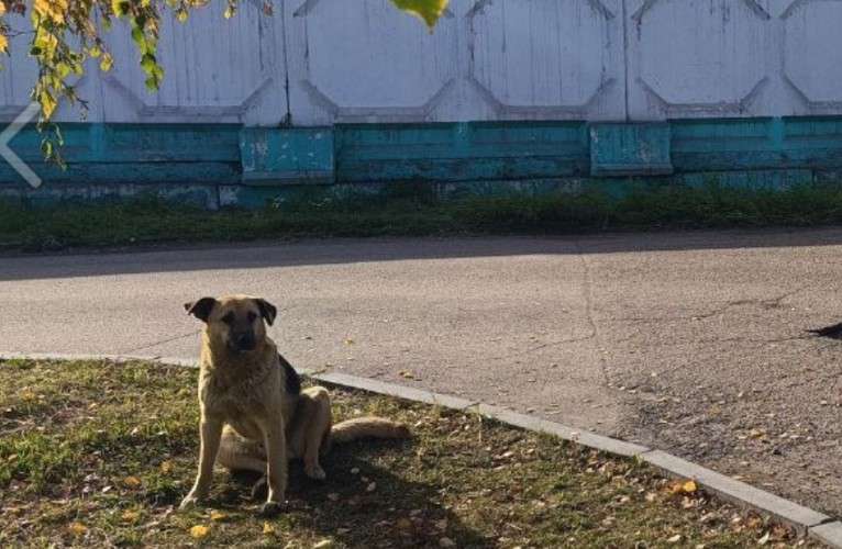 Почти 500 владельцев животных оштрафовали на 1 млн рублей в Иркутской области