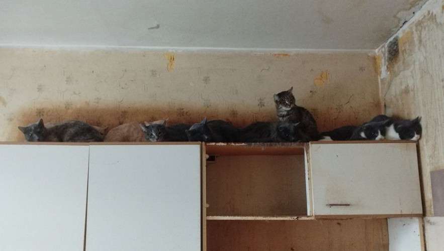 Кошки в квартире