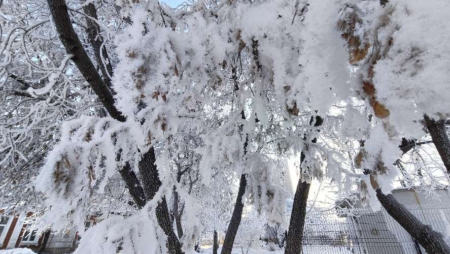 Дерево в инее