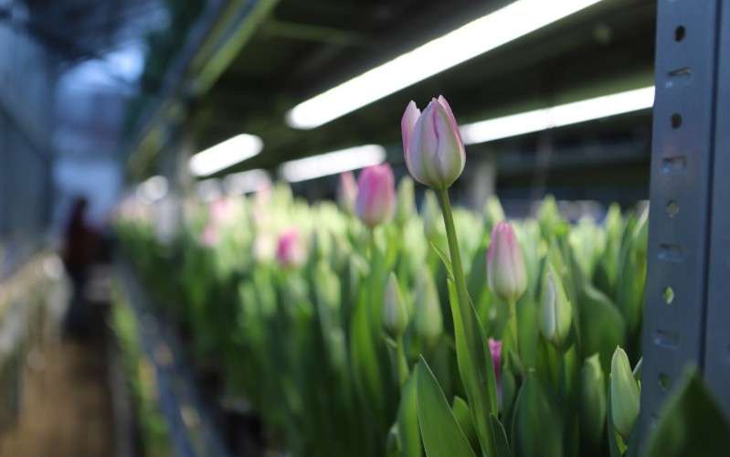 Тюльпаны в теплице