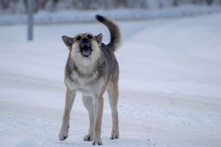 Собака на улице