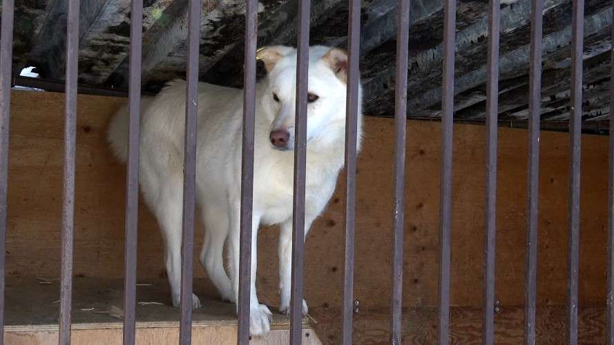 собака в вольере