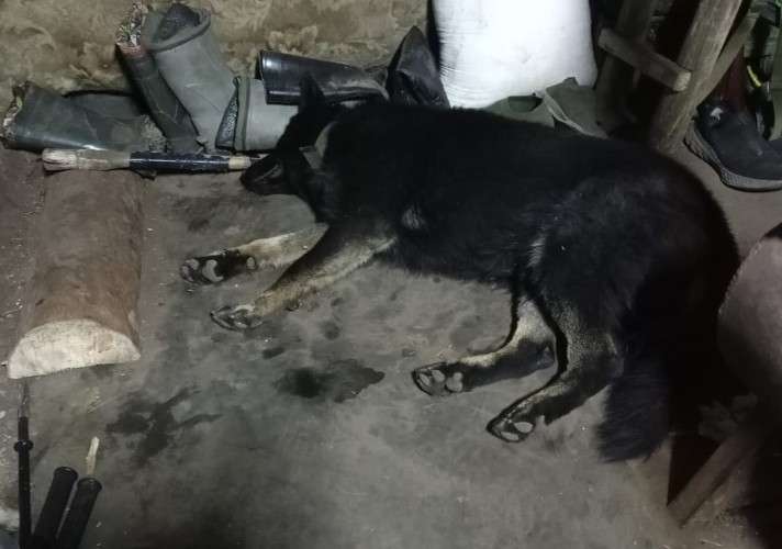 Иркутский пёс Донбасс — в финале престижной международной премии