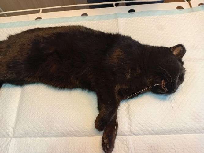 Кошка на крючке