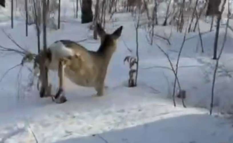 животное, косуля, снег, лес