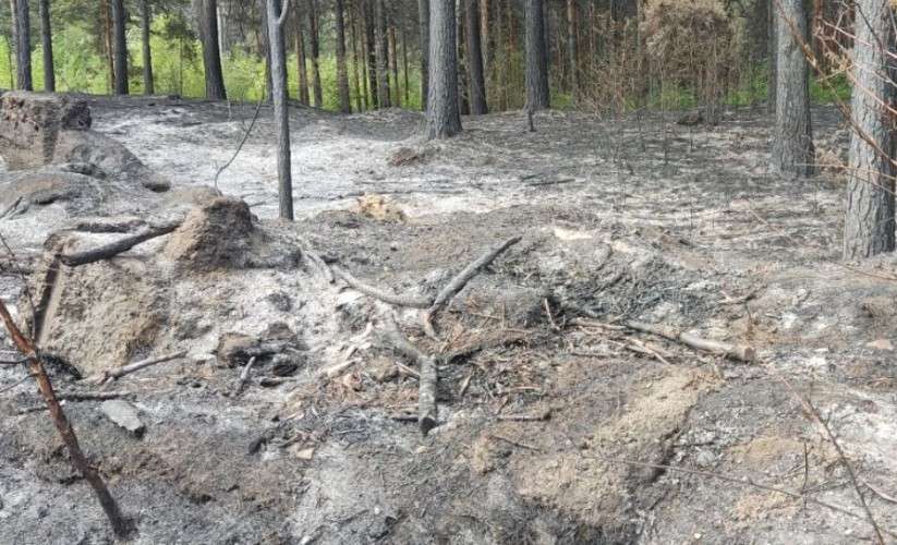 Лес после пожара