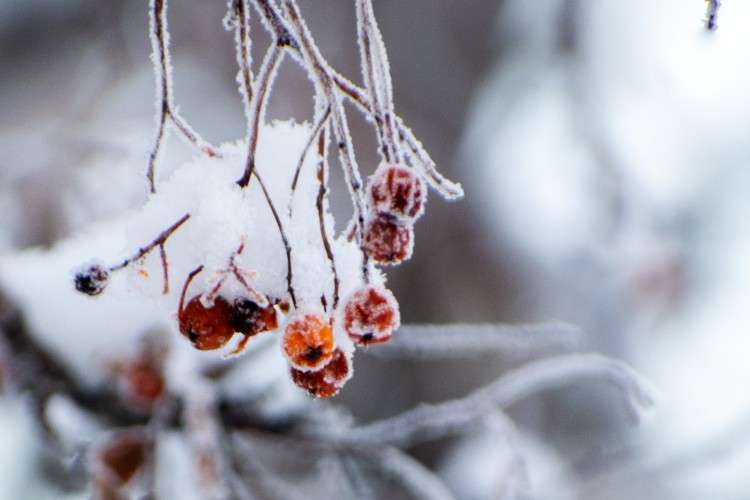 снег, иней, рябина, ягоды
