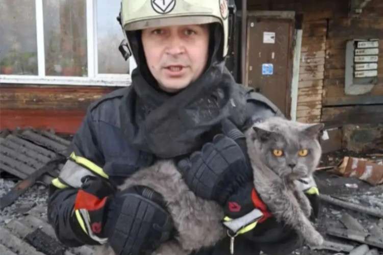 Британский кот на руках у пожарного
