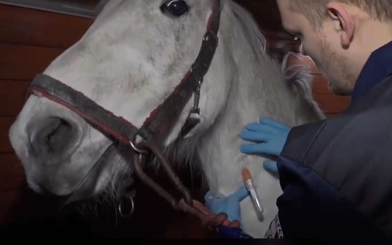 Ветеринар делает прививку лошади