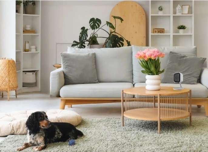 Укрощение пустолая: в Иркутской области 20% пользователей устанавливают видеонаблюдение для присмотра за питомцами