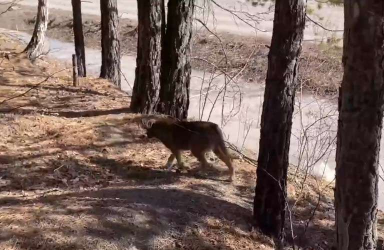 Собака убегает в лес