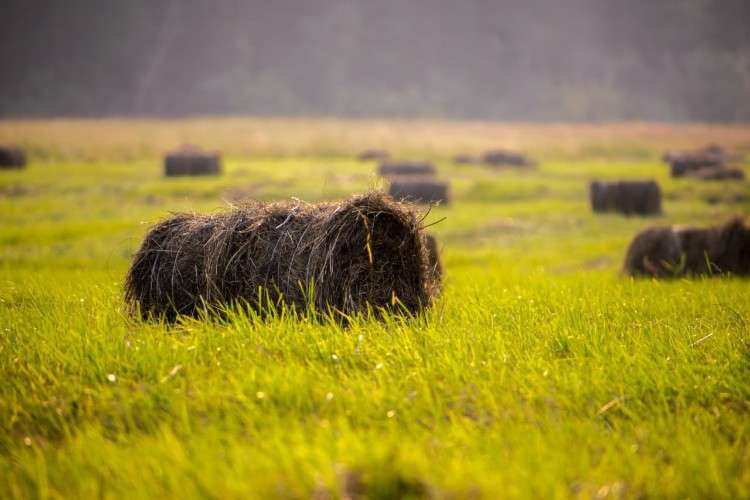 Поле с убранным сеном