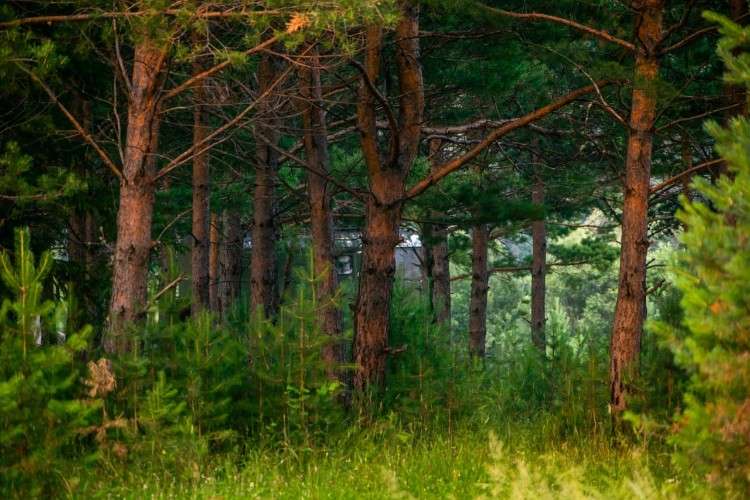 Хвойный лес летом