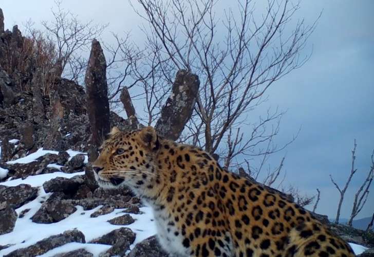 кадр с фотоловушки