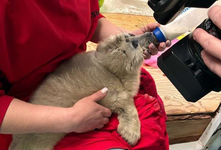 Спасённый нерпёнок