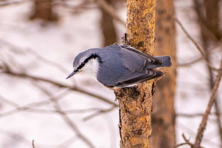 птица, поползень, природа