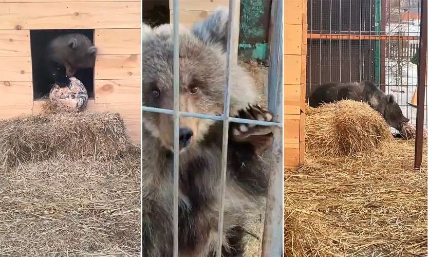 О состоянии найденного в Братске медвежонка рассказали иркутские ветеринары