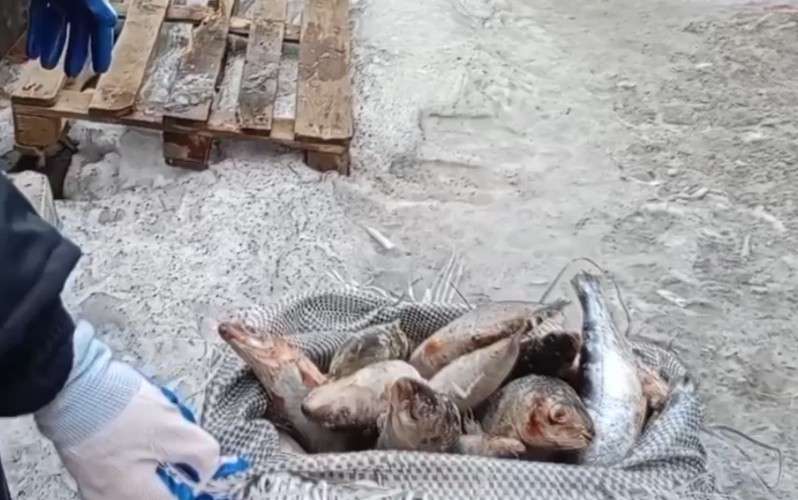 Рыба в мешке