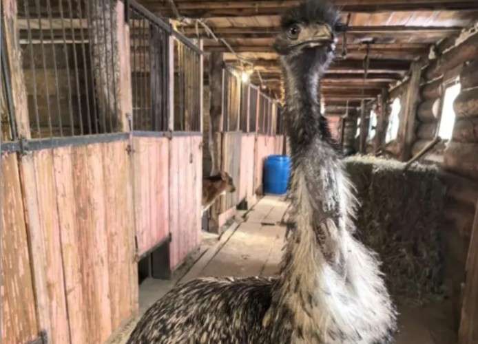 Теряющий перья страус