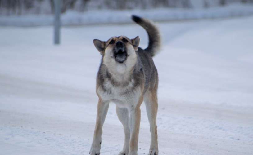 Власти Куйтуна выплатят 25 тысяч семье школьницы, которую укусила собака