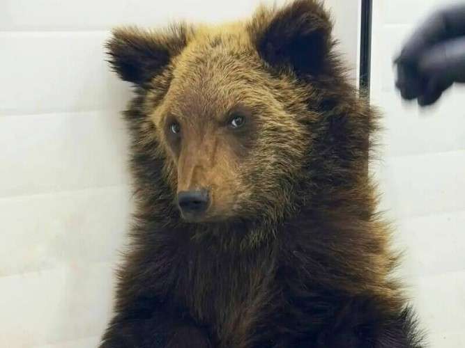 Медвежонок