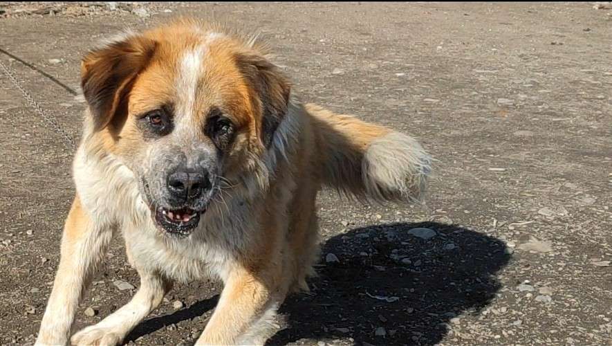 собака, пёс