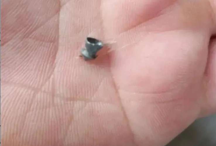 Извлечённая из кошки пуля