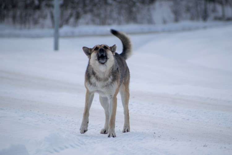 Собака лает