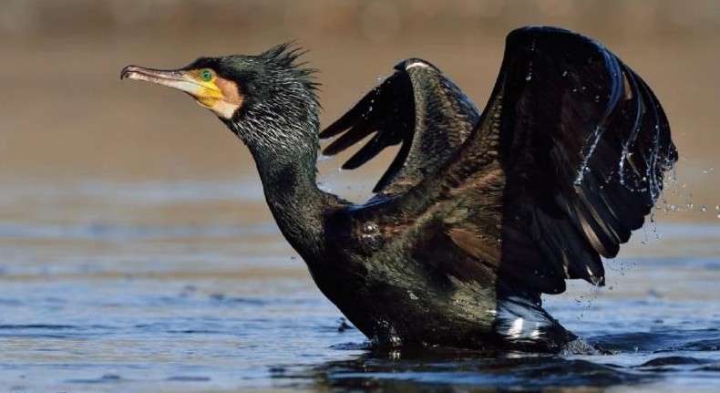 большой баклан, птица, вода