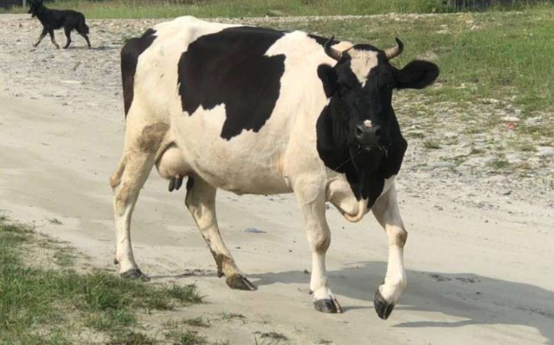 корова, животное, скот