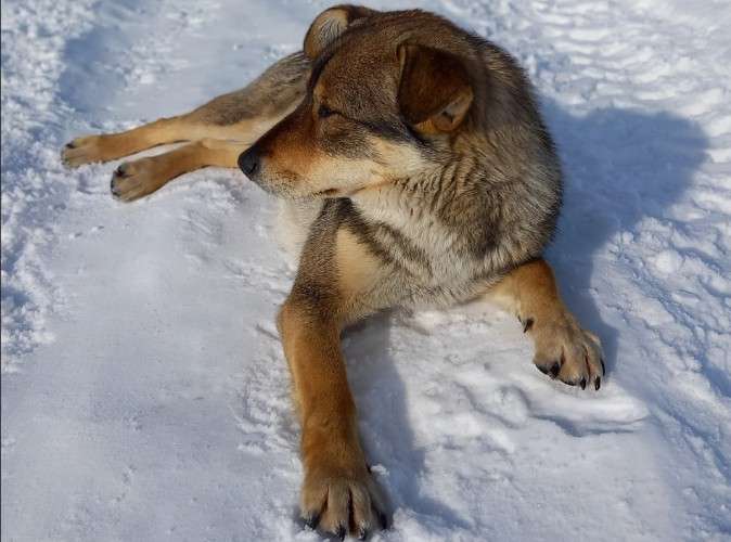 Беспризорная собака