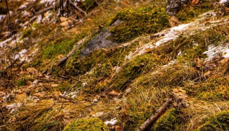 Сухая трава