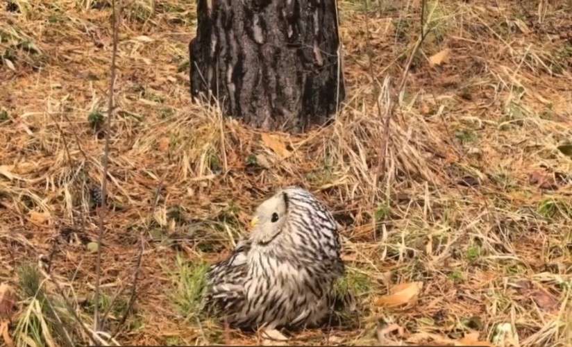 Неясыть в траве